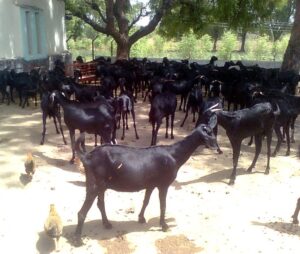 Hyderabadi (Osmanabadi) Goat