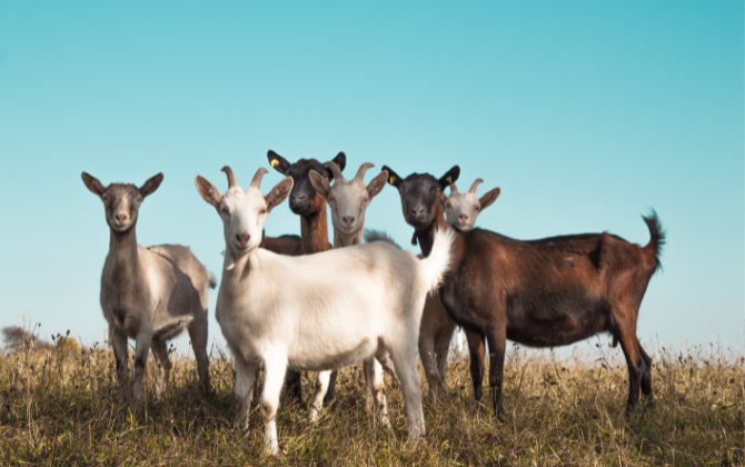 Local Emirati Goat (Desi Goat)