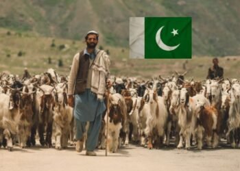 Pakistani Goat Price in UAE