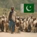 Pakistani Goat Price in UAE