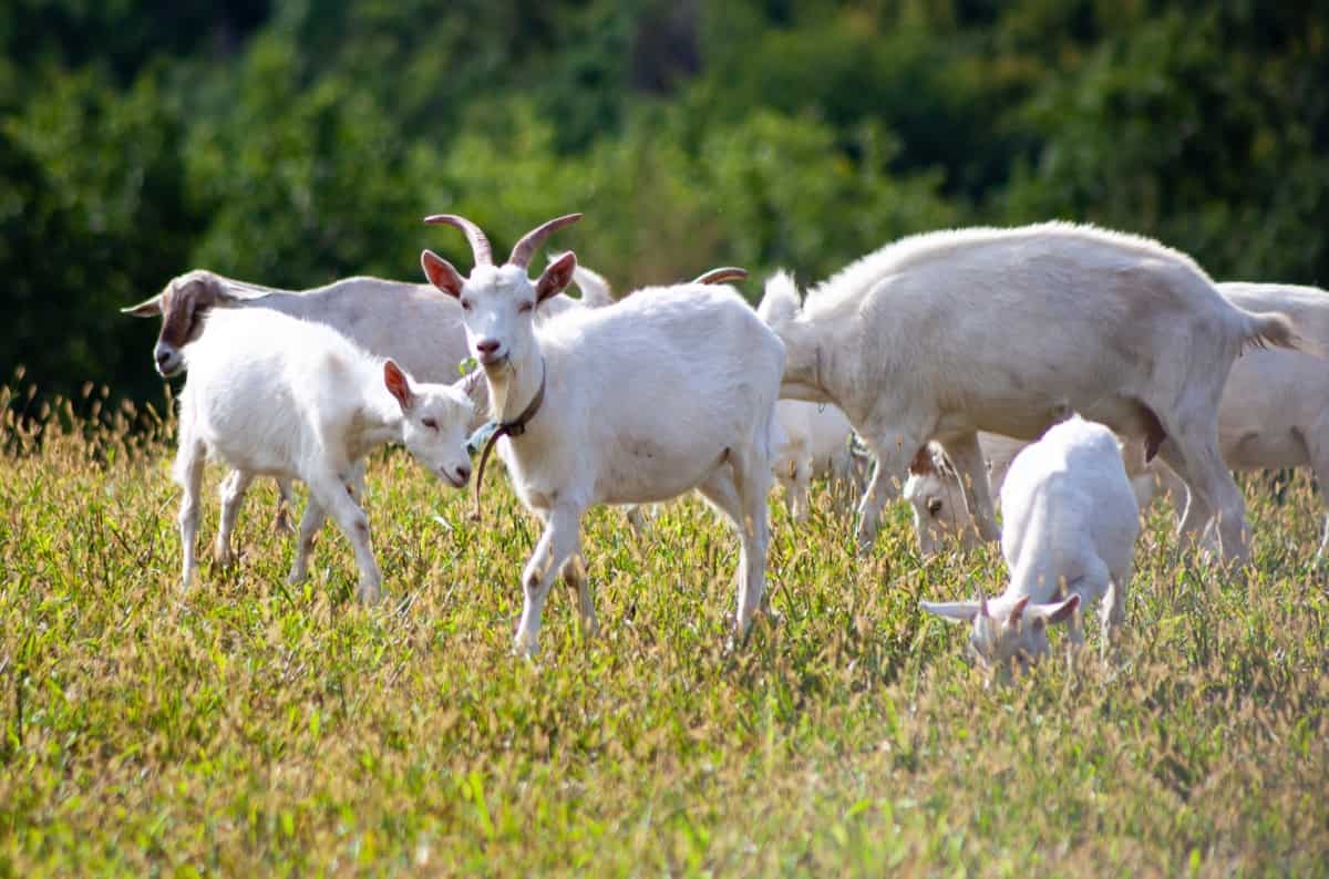 Somali Goat