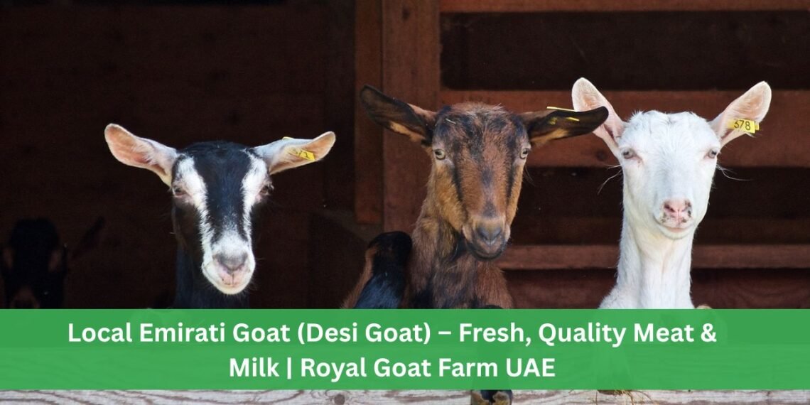 Local Emirati Goat (Desi Goat)