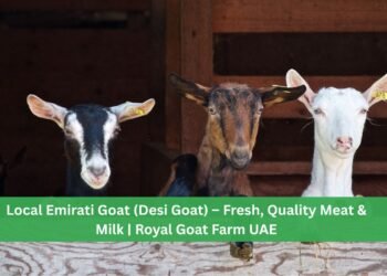 Local Emirati Goat (Desi Goat)